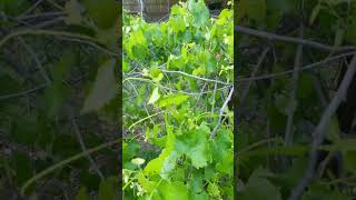 Should you Prune Muscadine Vines My surprising results [upl. by Brynna]