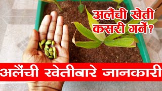 यसरी अलैंची खेती गरौं  How to do Cardamom Farming in Nepal [upl. by Greyson]