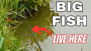 MARGIN MADNESS CARP FISHING on the POLE  FISHING HOLIDAY GIVEAWAY [upl. by Noloc]