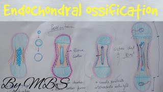 Endochondral ossification  easy explaination [upl. by Wenger]