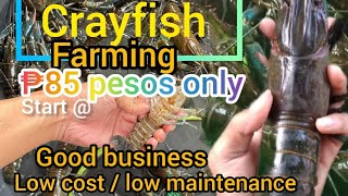 crayfish farming start 85 pesos only good for business [upl. by Zetroc]