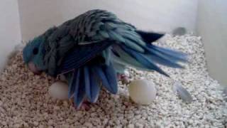 Lineolated Parakeet hen seen laying an egg [upl. by Harbert]