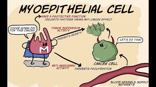 Myoepithelial cell [upl. by Ailey]