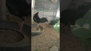 Black Beauty  Black Paraoakan  Native Chicken [upl. by Doi494]