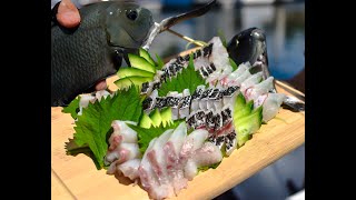 EASY Fish to Catch and Turn into SASHIMI Fishing in LA [upl. by Zwick]