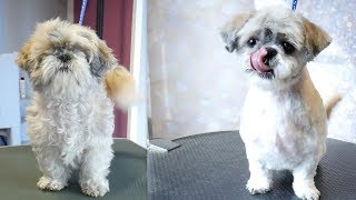 Grooming Guide  Full Grooming Shih Tzu Short Cut 52 [upl. by Nidla]