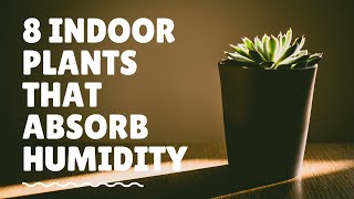 8 Indoor Plants That Absorb Humidity [upl. by Agnola]