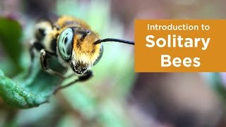 Introduction to Solitary Bees [upl. by Isiahi]