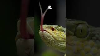 Top 10 Facts About Snakes [upl. by Tace]