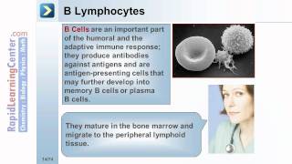 Rapid Learning Hematology  Normal Hematopoietic Processes [upl. by Azarria420]