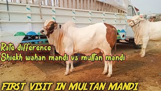 first visit in Multan mandimultan cow mandi update Sastay janwarmultan vs shiekh wahan rate farq [upl. by Judith50]