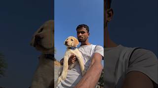 New puppy🐶 problem me h😢 trending viral shotrs dog doglover labrador [upl. by Eluk]