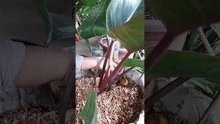 Propagation of Red Congo Philodendron [upl. by Jana]