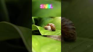 SLOWEST ANIMALS IN THE WORLD🐢😵‍💫 animals facts funny shorts [upl. by Nolyarb554]