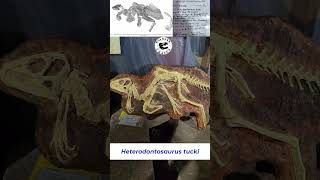 Heterodontosaurus Best Preserved Cast on Display [upl. by Evelinn328]