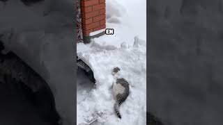 Gato ama jugar en la nieve [upl. by Leblanc]