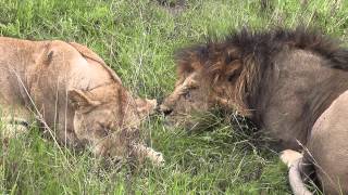 Lions Mating  Full Clip [upl. by Nitin748]