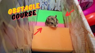 Hamster Escape  Obstacle courses for hamsters  Hamster maze [upl. by Gaskins]