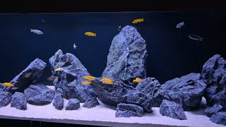 Acquario Malawi full mbuna 240x60x60 121124 [upl. by Casteel471]