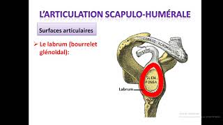 cours danatomie les articulations de lépaule [upl. by Yrehc]