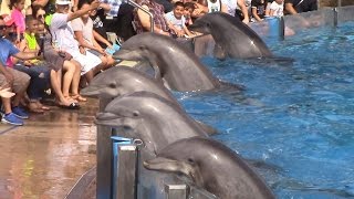 Dolphin Days Full Show at SeaWorld San Diego on 83015 [upl. by Erapsag851]