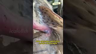 Cara Ikan Candiru Menghisap Darah Inangnya shorts ikancandiru [upl. by Garber]