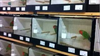 BVA Masters 2011 part 1 of 5  Lovebird International Show [upl. by Kanya786]