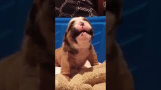 🐕 My Baby Dog Sounds Crying 😢 Puppy Crying Sound shorts [upl. by Zosi]