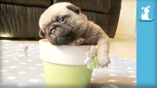 5 Pug Puppy Moments To Make You SQUEE  Puppy Love [upl. by Ardnola]