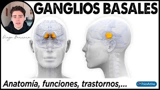 Qué son los Ganglios Basales dónde están ubicados para qué sirven y qué enfermedades provocan [upl. by Shalom]