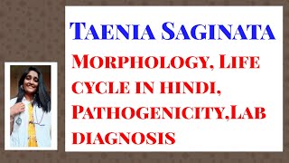 Taenia Saginata Morphology Life cycle in hindi PathogenicityLab diagnosis [upl. by Nylyaj]