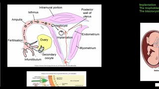 Grade 12 Life Sciences Human Reproduction Part 4 [upl. by Becki]