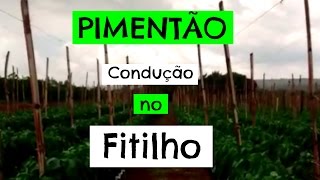 PLANTIO DE PIMENTÃO Saiba Como Realizar a Condução no Fitilho [upl. by Alahc864]