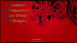 Glossolepis Multisquamata Pagai Village RED DRAGONS [upl. by Mohorva773]