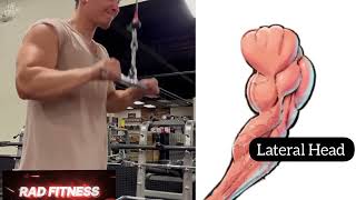 3 Best Tricep Long Head Medial and Lateral Head Tricep Workout Tricep Exercises [upl. by Narad]