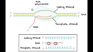 How to solve Transcription and Translation exam problems for Biology [upl. by Dimitri]