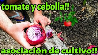 asociación de cultivos cebollas y tomates en nuestra huerta [upl. by Kornher]