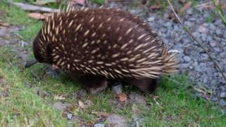 Echidna goes for a walk [upl. by Htebasil]