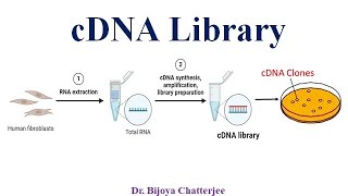 cDNA Library [upl. by Baudin874]