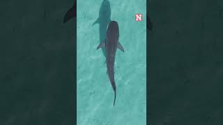 Cool Drone Shot Captures Majestic Tiger Shark In CrystalClear Waters [upl. by Abercromby5]