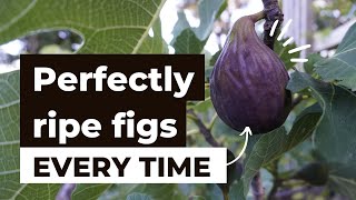 How to tell when figs are ripe to pick amp eat [upl. by Shiff]