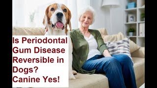 Is Periodontal Gum Disease Reversible in Dogs Canine Yes [upl. by Kimmie]