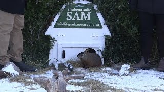 Nova Scotias Shubenacadie Sam makes his Groundhog Day prediction [upl. by Finella806]