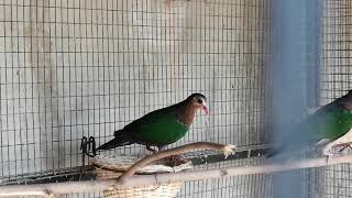 Emerald dove breeding and aviary setup [upl. by Niowtna]