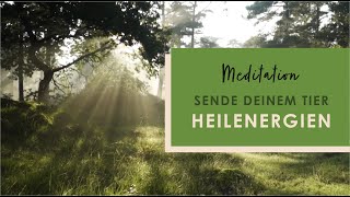 Sende deinem Tier Heilenergien  Geführte Meditation  15 Minuten  Tierkommunikation [upl. by Cyrano]