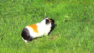 Guinea pig running around and wheeking and squealing loudly [upl. by Bohlen]