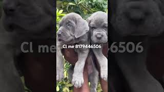 NEOPOLITAN MASTIFF PUPPIES AVAILABLE trending viralshort viralreels shortsvideo shorts [upl. by Ellehcsar]