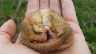 Finding the Notoriously Shy Dormouse  24 Hours With  BBC Earth [upl. by Dabney]