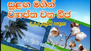 සුළඟ මගින් ව්‍යාප්ත වන බීජ345 ශ්‍රේණි සඳහා විශේෂයි [upl. by Anidem]