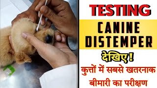 HOW TO PERFORM TEST TO IDENTIFY CANINE DISTEMPER VIRUS DEMONSTRATION🎦 [upl. by Daveen]